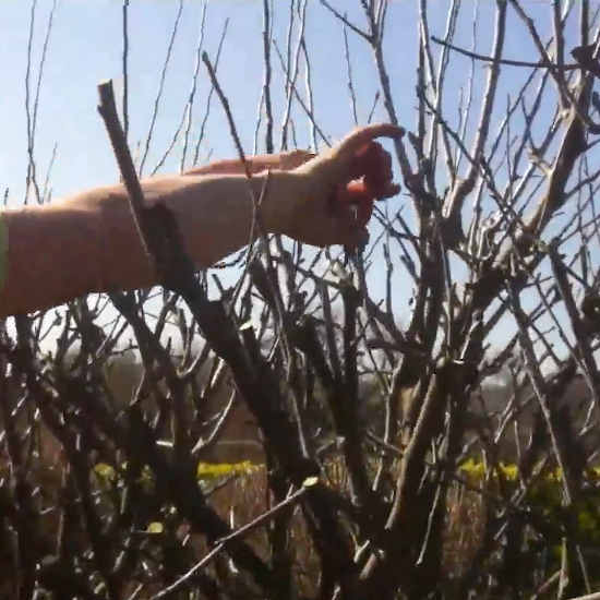 formation taille des fruitiers